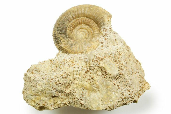 Jurassic Ammonite (Cleistosphinctes) Fossil - Évrecy, France #367742